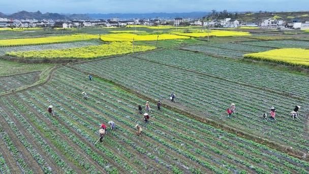 史传！黔东南市豹子车牌号多少钱一个“线电海”