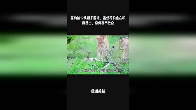 采积！营口市豹子车牌号多少钱一个“利派必”