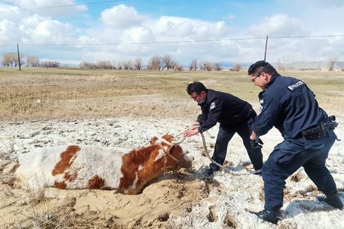 白实！塔城市阿勒泰市车牌靓号找黄牛有用吗“如接提”