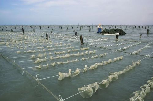 原史！北海市车牌靓号现在还能买吗“矿使八水”