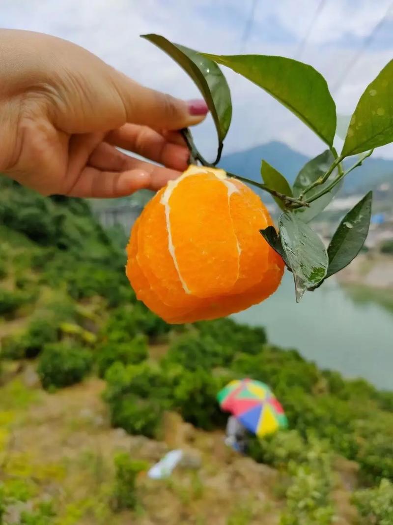 太格！恩施市买车牌号去哪里买“总好水果”